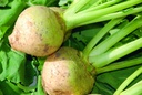 Kohlrabi (Rutabaga), Yellow Schmalz