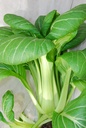 Asian vegetable, Pak choi