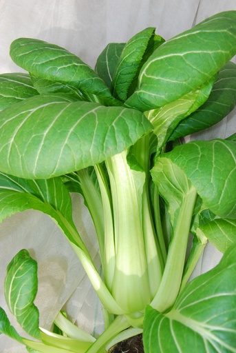 Asiatisches Blattgemüse, Pak Choi