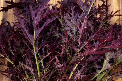 Asian vegetable, Red fine-ribbed mustard