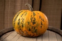 Oilseed pumpkin, Styrian