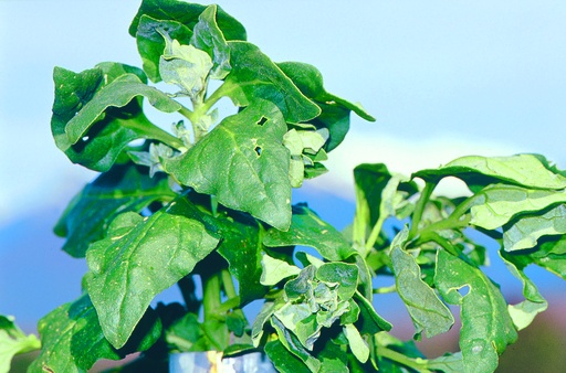 [AA-2400-00] New Zealand spinach, Tetra