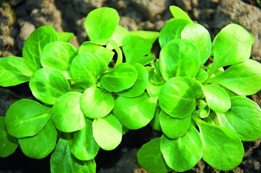 Corn salad (Lamb's lettuce), Vit