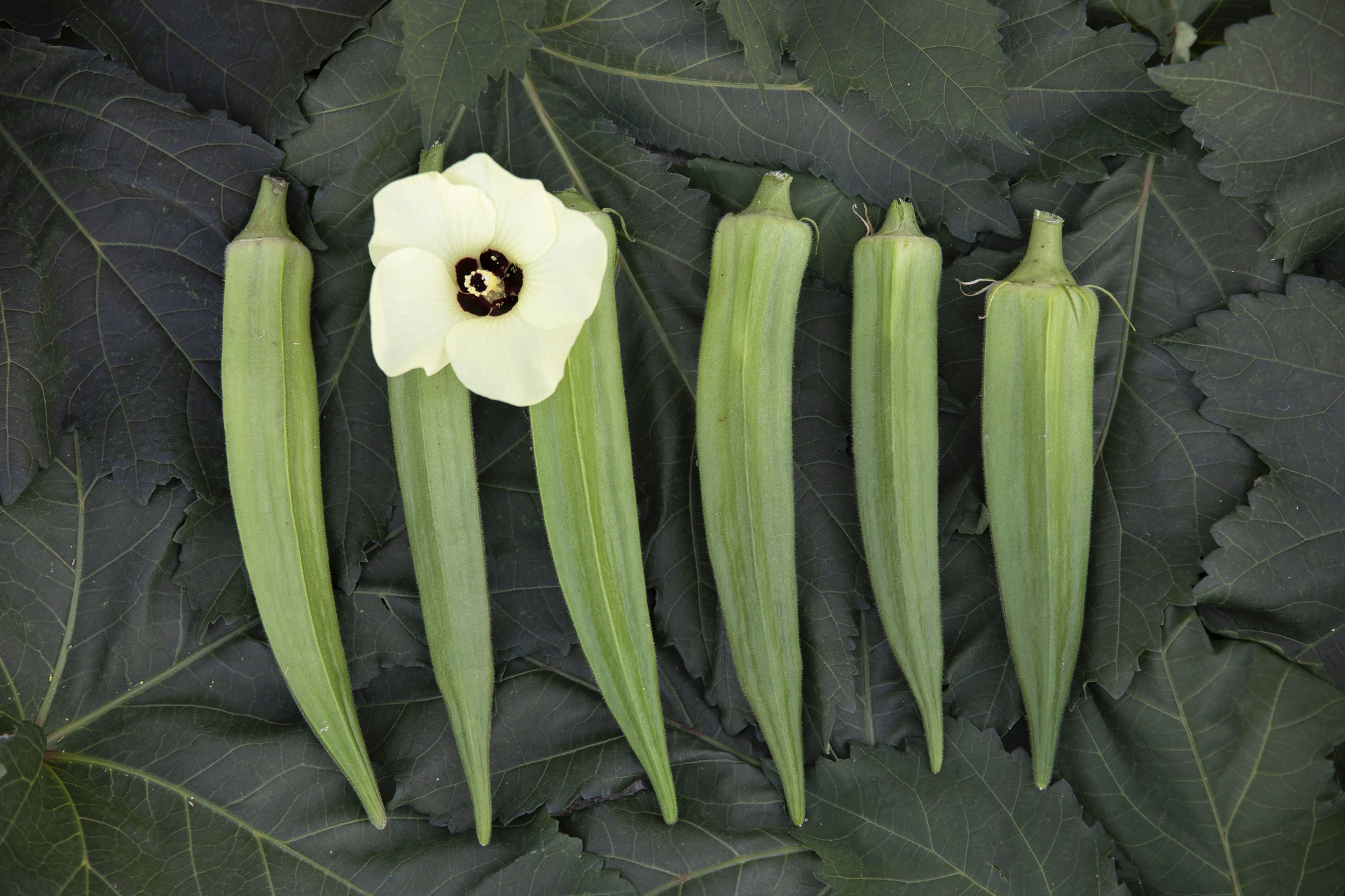 Okra, Cajun Selektion Z: Samen kaufen | Zollinger Bio