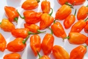 Piment, Habanero