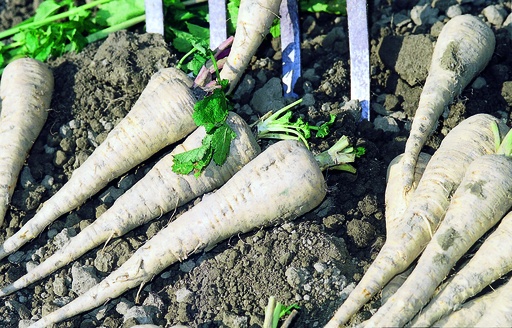 Parsnip, Half-long