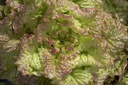 Head lettuce, Rosso di Trento