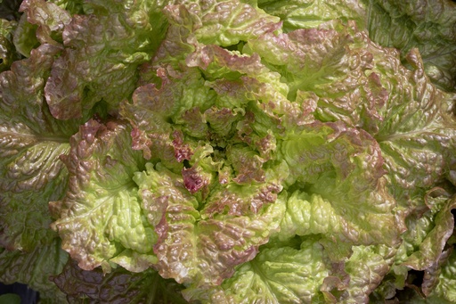 [AA-3047-00] Head lettuce, Rosso di Trento