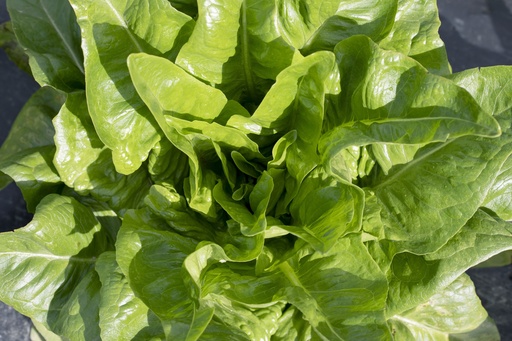 [AA-3048-00] Head lettuce, Deer tongue