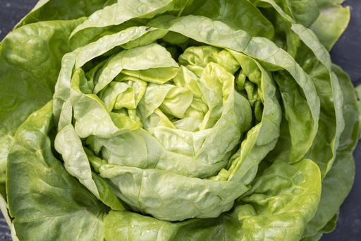 [30650] Summer lettuce "Kagran"