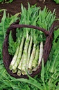 Asparagus lettuce, Wosun