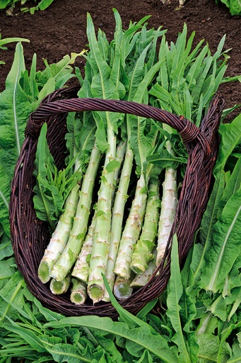 [30660] Insalata asparago