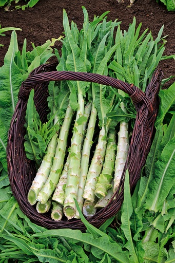 [AA-3066-00] Asparagus lettuce, Wosun