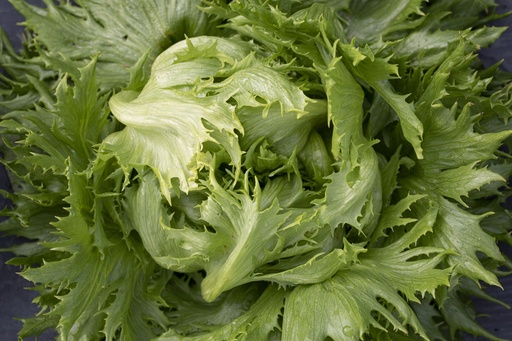 Batavia lettuce, Reine des Glaces