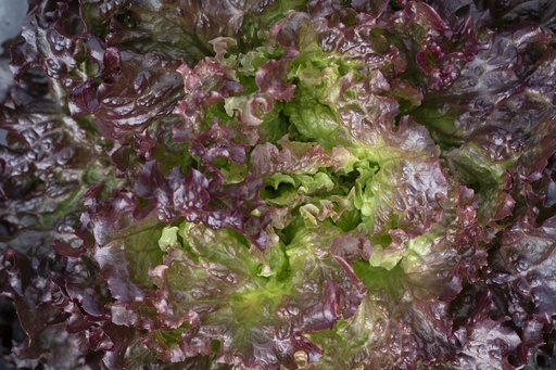 Batavia lettuce, Amboise