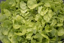 Oak leaf lettuce, Parinice
