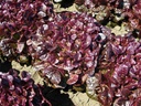 Laitue Feuille de Chêne, Renarde