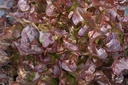 Oak leaf lettuce, Rossino