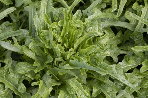 Lattuga foglia di quercia, Verde italiano