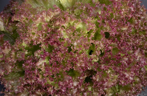 Lattuga foglia di quercia, Lollo Rossa