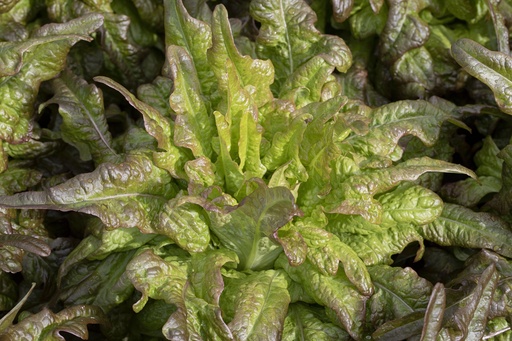 Oak leaf lettuce, Poschiavo
