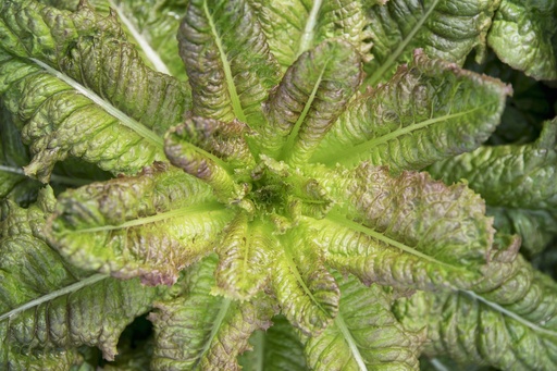 Leaf lettuce, Red ruby