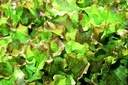 Leaf lettuce, From Twann