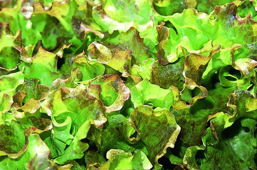 [AA-3202-00] Leaf lettuce, From Twann