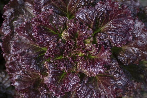 [AA-3206-00] Leaf lettuce, Black hawk