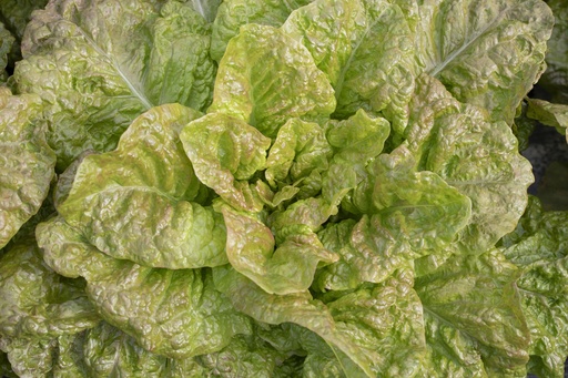 Romaine lettuce, De Morges