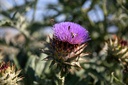 Cardoon, Of Geneva