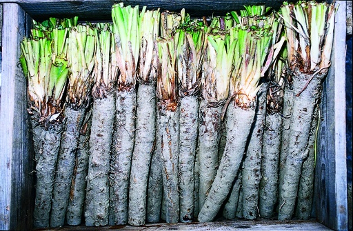 Black salsify (Scorzonera), Duplex