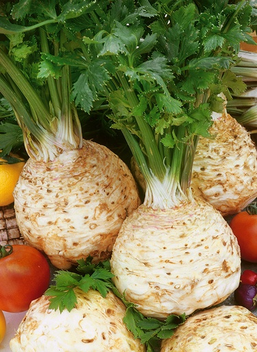 [AA-3302-00] Celeriac (Celery root), Balba