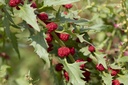 Spinaci fragola, Ohio