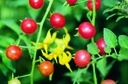 Tomato, Peruvian wild tomato