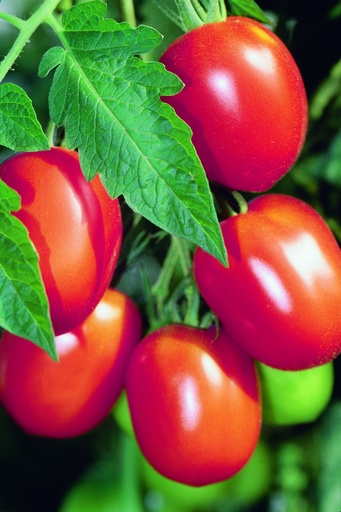 Pomodoro, Pomodoro da albero