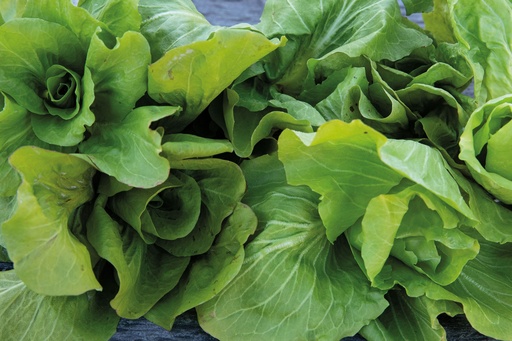 Endive (Leaf chicory), Sugarloaf