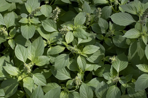 Sativa Herbes Aromatiques Bio Basilic à Grandes Feuilles, 1 sachet -  Bloomling Belgique