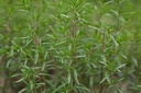 Sarriette commune (plante annuelle)