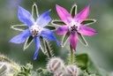 Borage, Blue (annual)