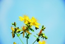 St john's wort (perennial)