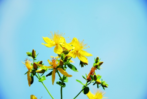 [AB-4480-00] St john's wort (perennial)