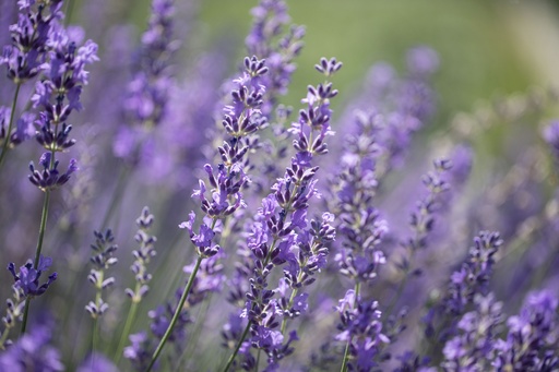 [AB-4730-00] Lavender, Real (perennial)