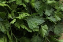 Parsley, Portuguese