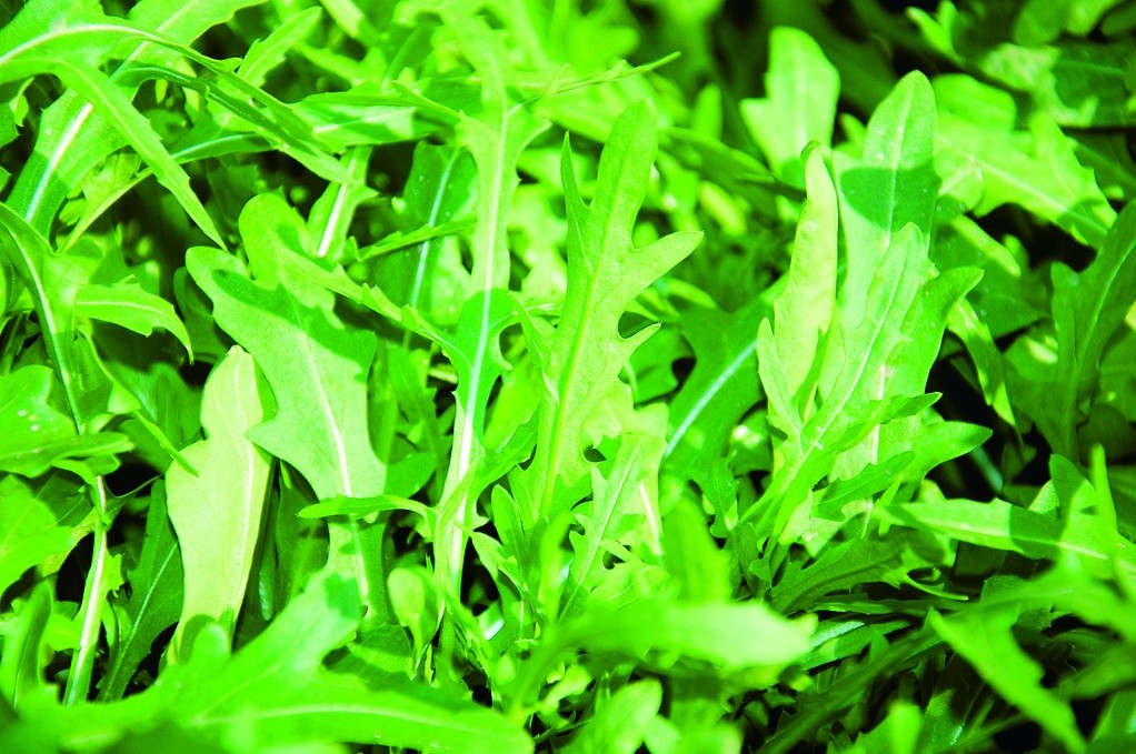 Bio Rucola Samen (Wilde Rauke) – 750 Korn, Samenfest, Plastikfrei Verpackt, Ideal Für Garten, Balkon Oder Terrasse