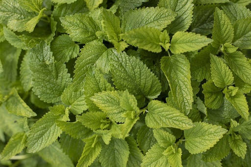 [AB-5227-00] Lemon Balm