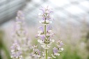 Clary sage (biennial to perennial)