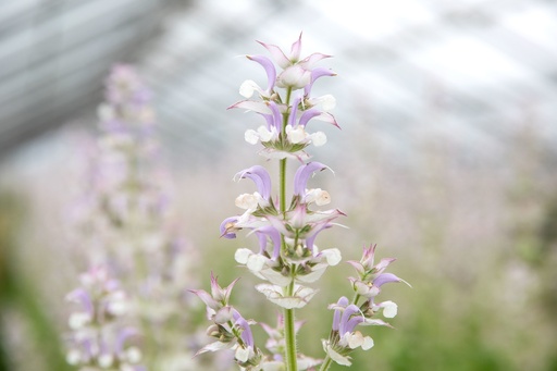 Clary sage (biennial to perennial)