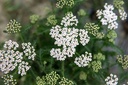 True yarrow (perennial)