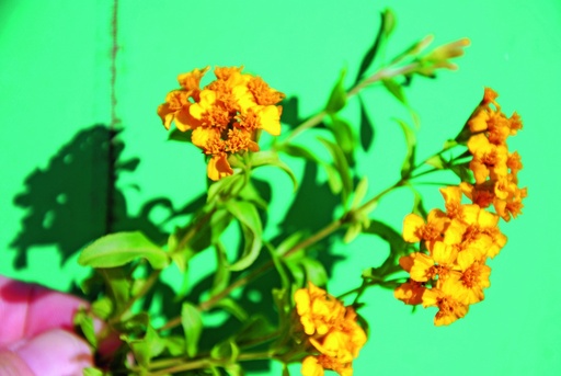 [58600] Gewürztagetes (Yauhtli) (einjährig)